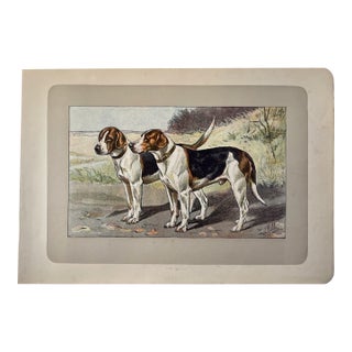 1907 French Photogravure Print of “Le Fox-Hound” - For Sale