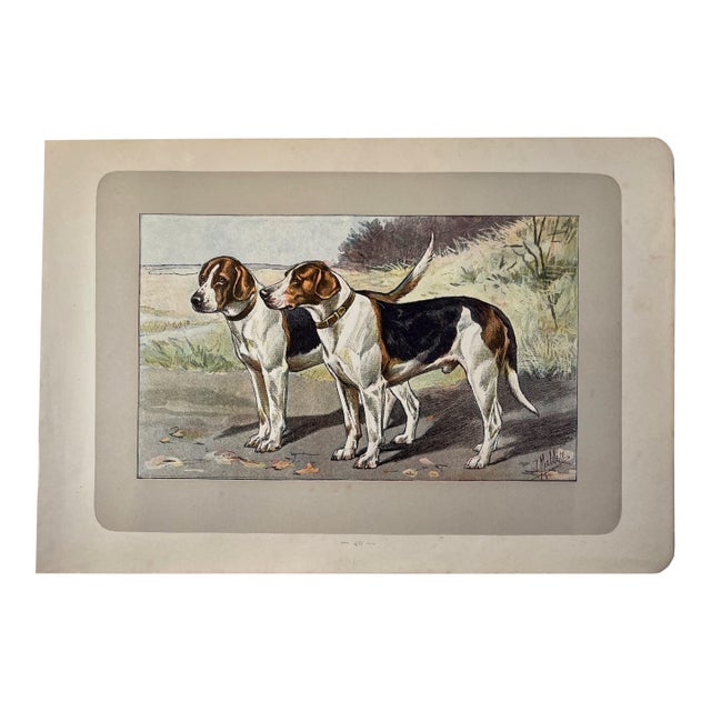 1907 French Photogravure Print of “Le Fox-Hound” - For Sale