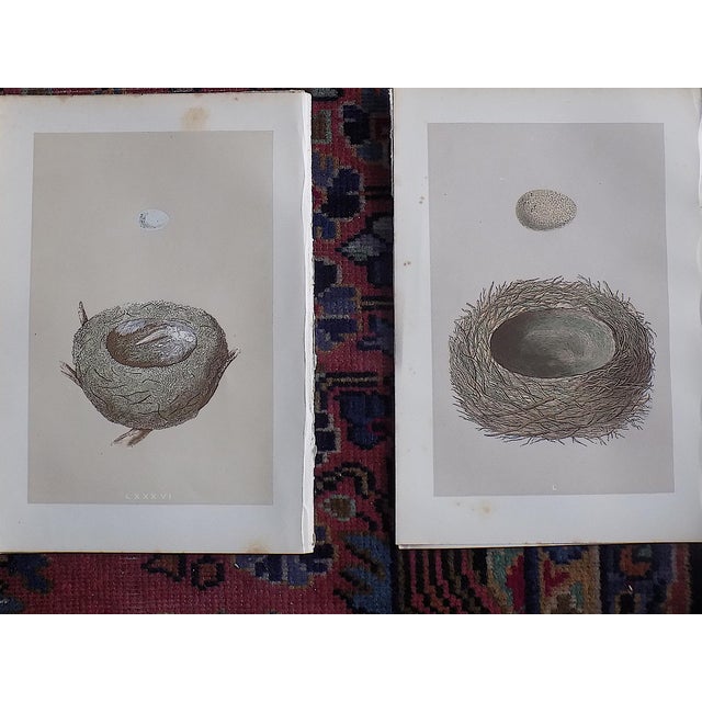 Printmaking Materials Authentic Antique 19th Century Hand Colored Bird Nest & Egg Lithographs - Set of 9 For Sale - Image 7 of 9