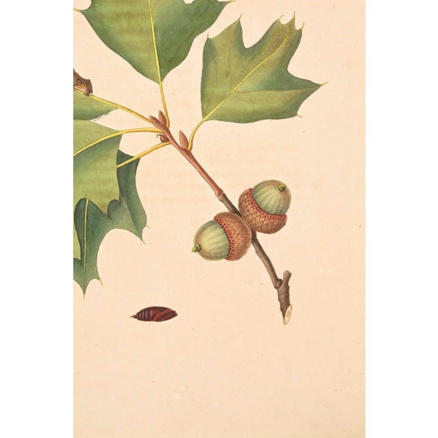 Oak Leaf & Acorn Study With Moths, 1797 Vintage Art Print Reproduction, 16" X 24" For Sale In Buffalo - Image 6 of 10