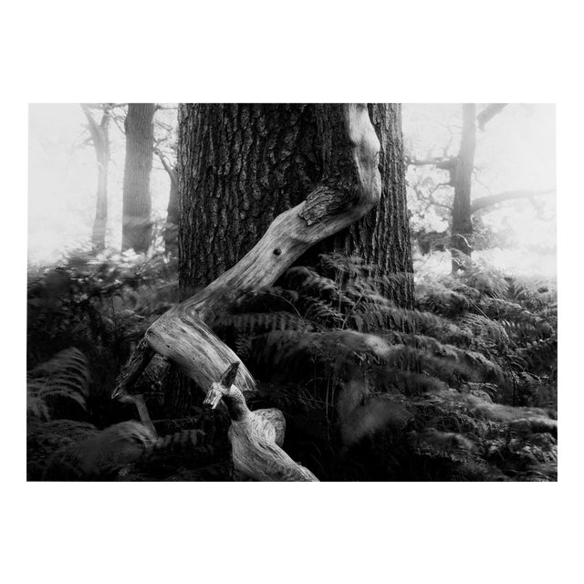 Fallen - Analogue Black and White Forest Photography, Limited Edition of 20 2022 For Sale