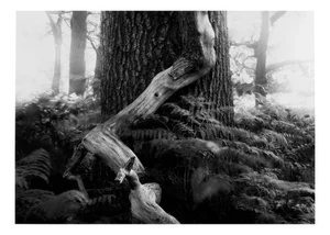 Fallen - Analogue Black and White Forest Photography, Limited Edition of 20 2022
