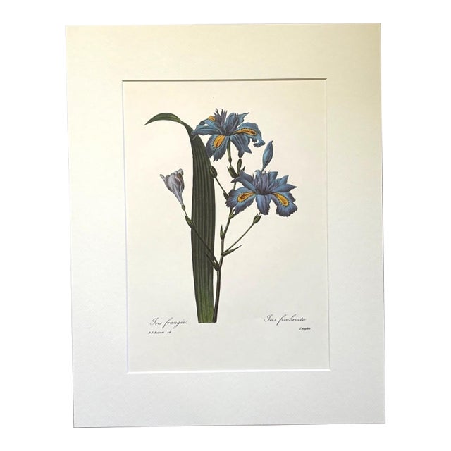 Vintage Pierre-Josephe Redouté Print in 14x18 Mat- Iris frangeé Iris fimbriata For Sale