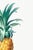Green Vintage Pineapple Illustration, Botanical Art Print Reproduction, 32" X 48" For Sale - Image 8 of 10