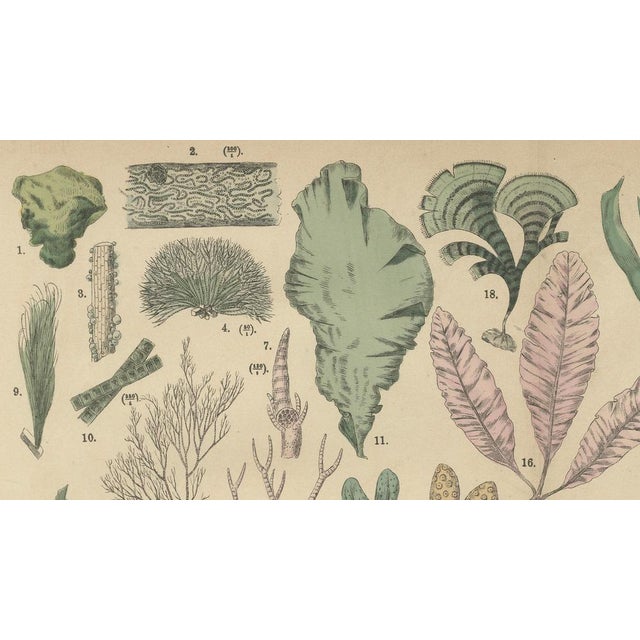 Dr. Wilhelm Fünfstück, Antique Mushroom Plate European Fungi Study, 1885, Paper For Sale - Image 6 of 9