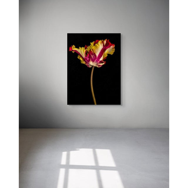 Tulipa IV by Dale Grant – Framed Limited Edition Fine Art Print | Yellow & Red Tulip Photography, Signed & Ready to Hang Metal Print For Sale In San Francisco - Image 6 of 7