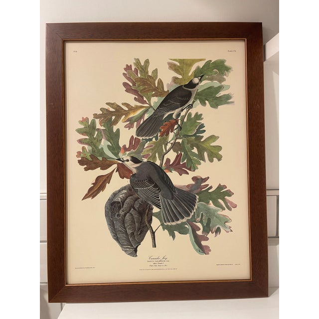 Paper Early 19th Century Set of 3 Vintage J J Audubon Bird Prints by R Havell For Sale - Image 7 of 16