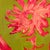 Pink Flower Painting, Original 11x14 Oil and Acrylic, Gold Hot Pink Floral on Olive Green, Modern Botanical Art, Framed Tatiana Duperault For Sale - Image 4 of 4