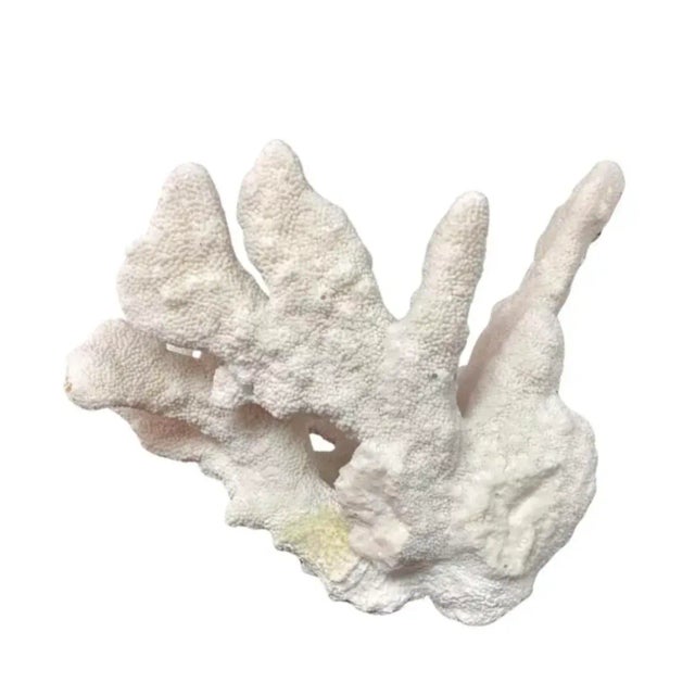 Large Natural White Coral Reef Specimen #4 For Sale In Tampa - Image 6 of 9