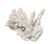 Large Natural White Coral Reef Specimen #4 For Sale In Tampa - Image 6 of 9