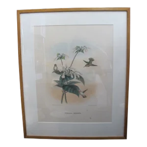 Daniel Giraud Elliot Hand Tinted C1869 Calliope Hummingbird Framed Lithograph