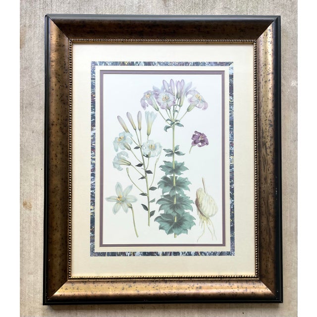 Walter Hood Fitch Lilium Washingtonianum, Washington Lily Large Framed Print 33” Good vintage condition. The print is in...