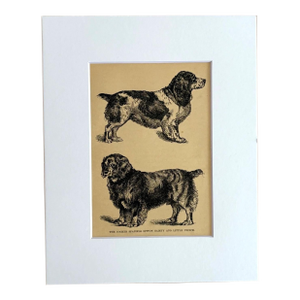 Antique Dog Print in 8 x 10 Mat: Cocker Spaniels Ditton Gaiety & Little Prince