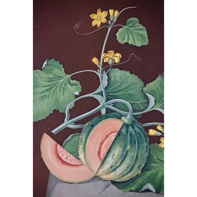 Realism "Amicua Melon" Hand Finished Color Engraving by George Brookshaw , 1812 For Sale - Image 3 of 7