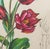 1970s Salvador Dali "Tulip (Lips)" Etching, 1972 For Sale - Image 5 of 12