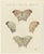Bertuch, Exotic Butterfly with Wing Details, 1812, Print For Sale - Image 3 of 12