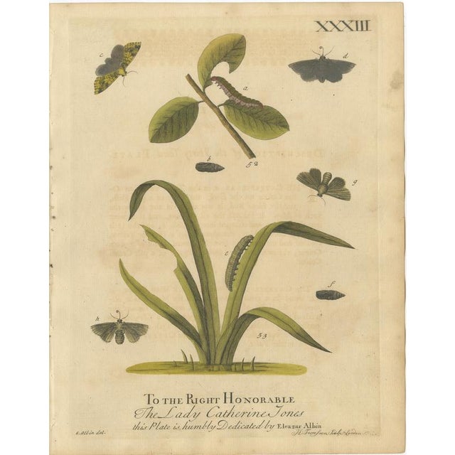 Albin, Moths and Caterpillars on Grass & Flowering Plants, 1720, Prints, Set of 2 For Sale - Image 3 of 9