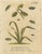 Albin, Moths and Caterpillars on Grass & Flowering Plants, 1720, Prints, Set of 2 For Sale - Image 3 of 9