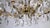 Glass Crystal Maria Theresia Chandelier by Palme Walter for Palwa, 1960s For Sale - Image 7 of 12