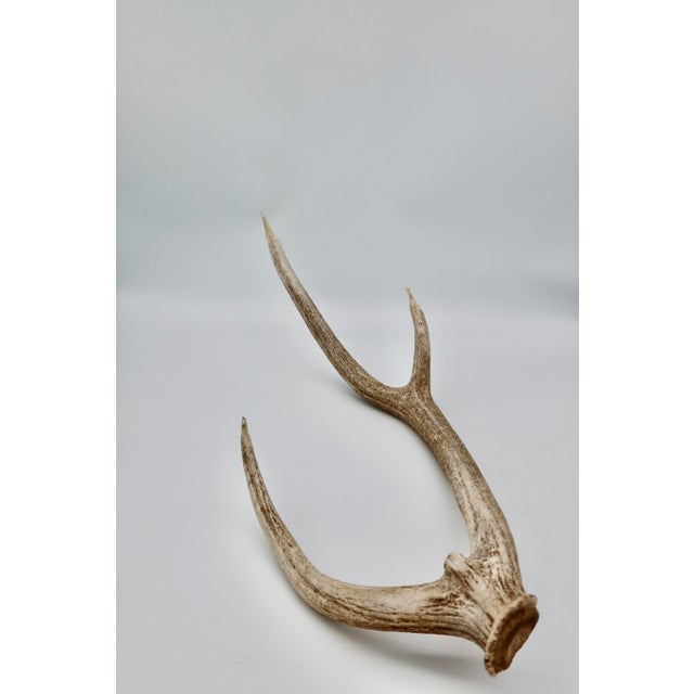 Naturally Shed Axis Deer Antler For Sale - Image 4 of 4