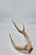Naturally Shed Axis Deer Antler For Sale - Image 4 of 4