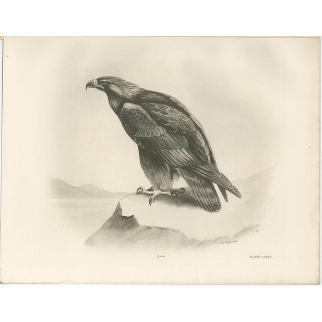 Paper British Eagle Photogravures by L. M. Medland, 1908, Set of 2 For Sale - Image 7 of 9