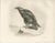 Paper British Eagle Photogravures by L. M. Medland, 1908, Set of 2 For Sale - Image 7 of 9