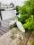 Mid 20th Century Miami Beach Egrets Garden Statues - A Pair For Sale In Miami - Image 6 of 9