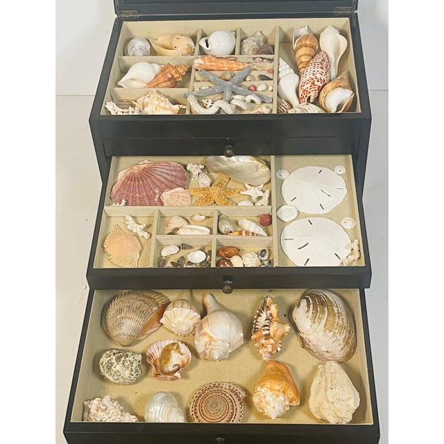 1970s Great Sea Shell Collection in Multitier Box For Sale - Image 4 of 5