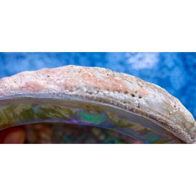 Red Abalone Shell, Coralized For Sale - Image 14 of 17