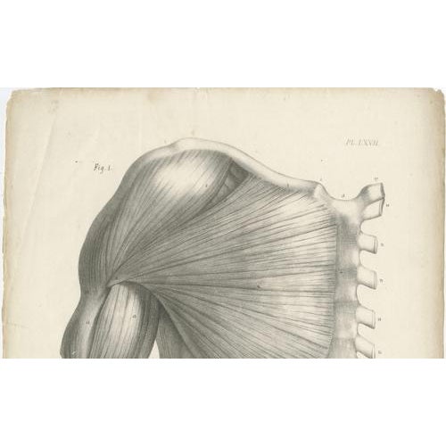 Gold Jules Cloquet, French Anatomical, 1821, Lithograph, Set of 3 For Sale - Image 8 of 10