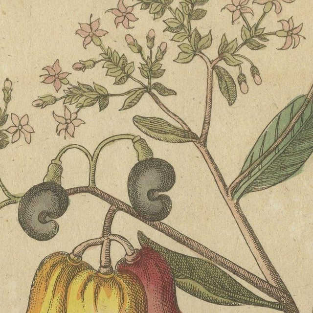 Bertuch, Cashew Apple and Nut with Acacia, 1805, Print For Sale - Image 6 of 12