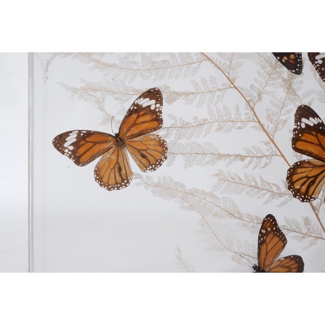Vintage 1970s Botanical Butterly Taxidermy Acrylic Box Wallhanging For Sale In San Francisco - Image 6 of 11