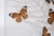 Vintage 1970s Botanical Butterly Taxidermy Acrylic Box Wallhanging For Sale In San Francisco - Image 6 of 11
