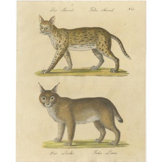 Karl Joseph Brodtmann, Serval and Eurasian Lynx, 1816, Lithograph For Sale