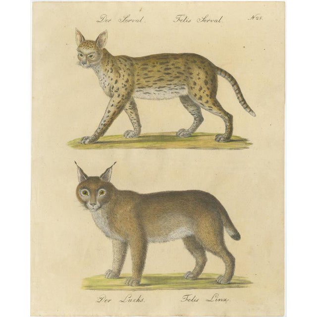 Karl Joseph Brodtmann, Serval and Eurasian Lynx, 1816, Lithograph For Sale