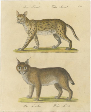 Karl Joseph Brodtmann, Serval and Eurasian Lynx, 1816, Lithograph