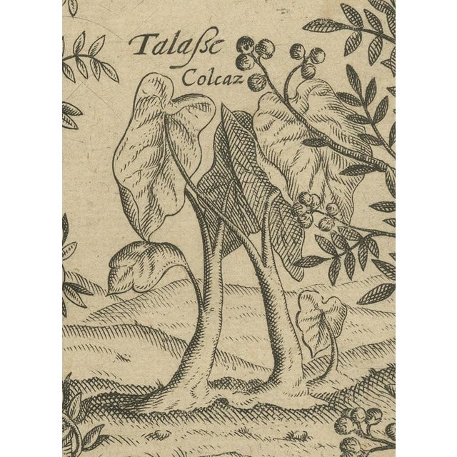 Theodore de Bry, Trees and Spices of India, 1601, Paper For Sale - Image 4 of 8