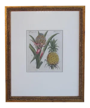 A Well-Rendered French 18th Century Hand-Colored Pineapple Engraving