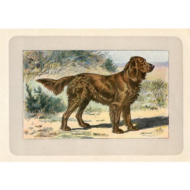 Original antique chromolithograph Dog print from an early 1900s guide to Dogs and Game published by a French manufacturer...