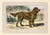 Original antique chromolithograph Dog print from an early 1900s guide to Dogs and Game published by a French manufacturer...