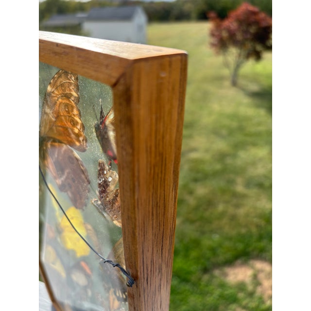 Butterflies For Sale - Image 10 of 11