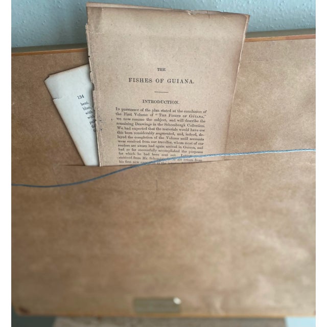 Decorative Hand-Tinted Antique Fish Prints With Identification - a Pair, Framed For Sale - Image 9 of 9