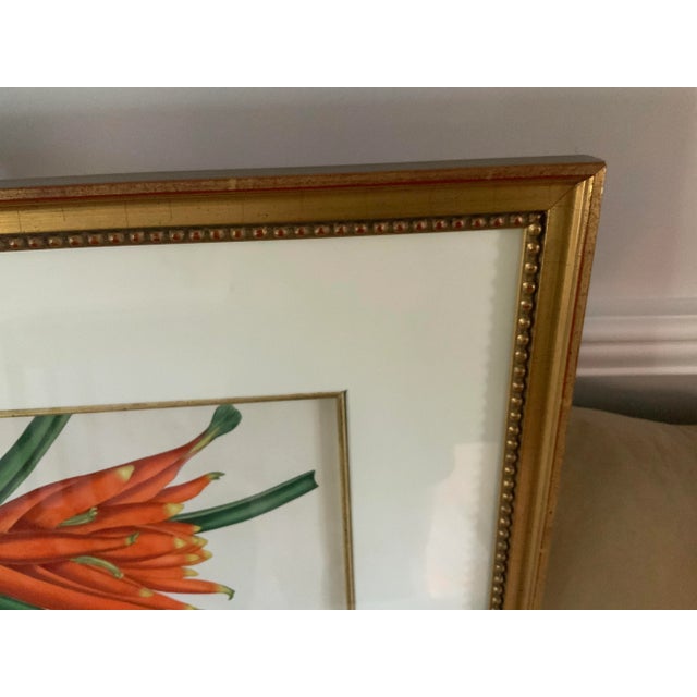 Exceptionally framed, Double Matted Botanical Illustration of Strelitziareginea – Bird of Paradise Crane Flower beautiful...