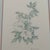 Margot Weemaes 1981 Rhododendron Fragrantissimum Botanical Portfolio Print For Sale - Image 4 of 11