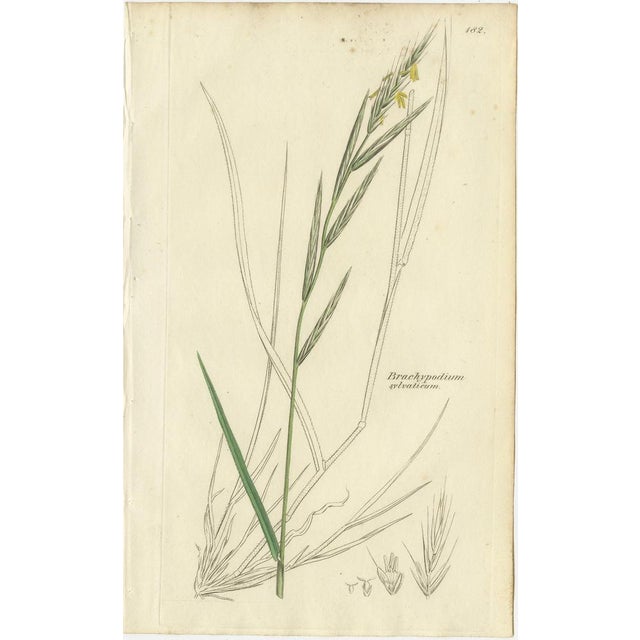 Paper After James Sowerby, Botanical Illustrations of Wheat, Barley and Ryegrasses, 1830s, Engravings, Set of 8 For Sale - Image 7 of 10