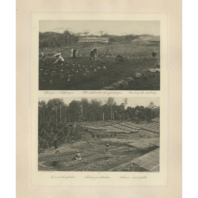 This early 20th-century photogravure sheet documents two essential stages in Deli tobacco cultivation in East Sumatra. The...