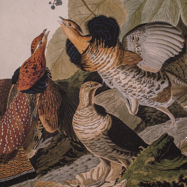 Vintage Ruffed Grouse Picture, English, Framed Print, Jj Audubon, Wildlife Art For Sale - Image 4 of 10