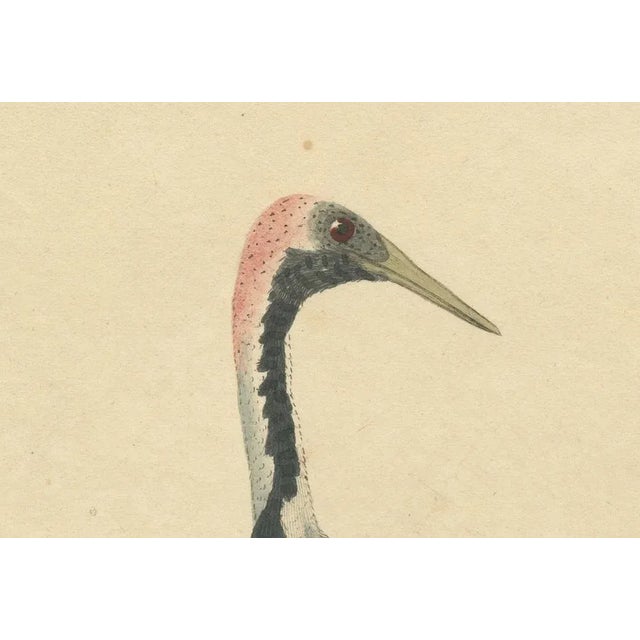 William Hayes and Matilda Hayes, Crane, 1794, Hand-Colored Copperplate Engraving For Sale - Image 6 of 7