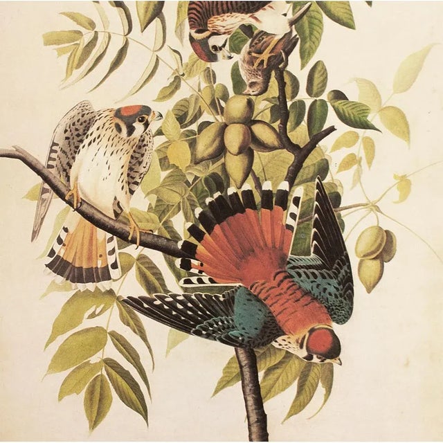 John James Audubon 1966 Vintage Farmhouse Cottage Print "Sparrow Hawk" After John James Audubon For Sale - Image 4 of 8